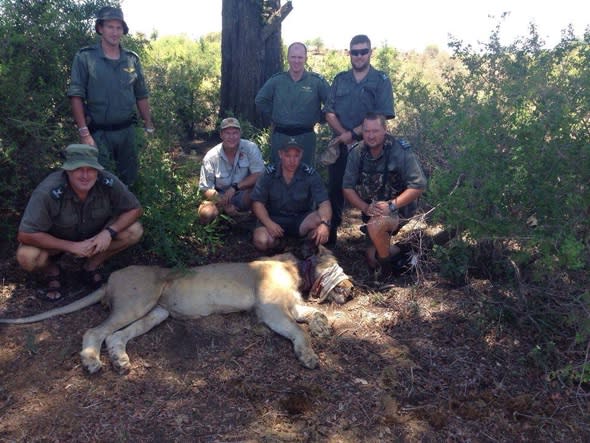 Tourists on safari horrified to find lion with snare around his neck