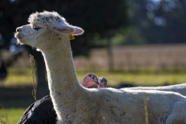 Alpacas guard turkeys on farm