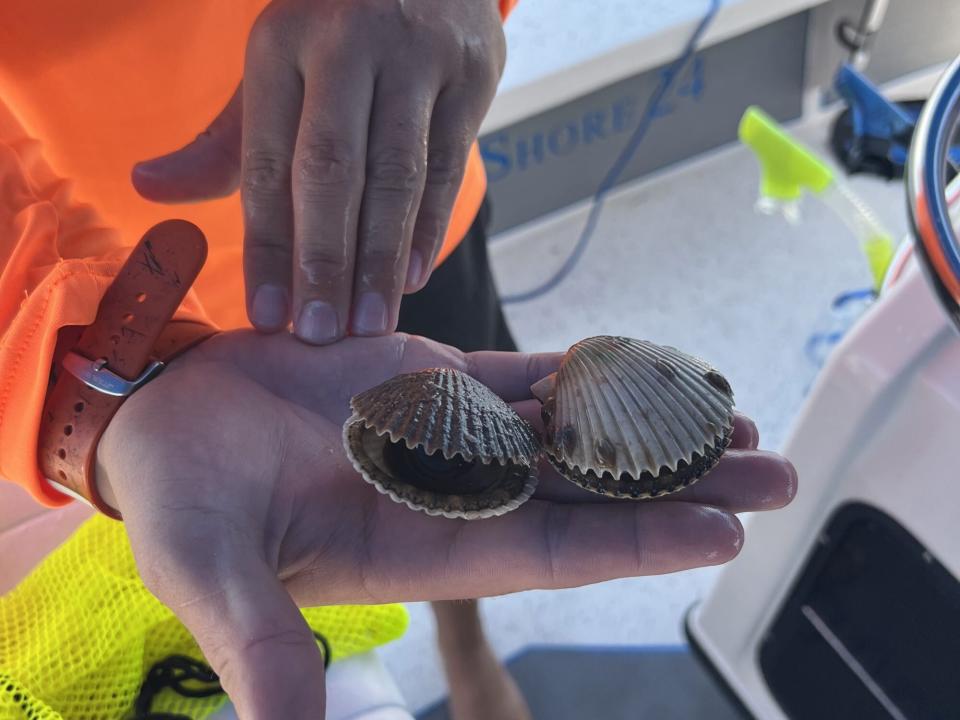 two scallops in a white man's hand