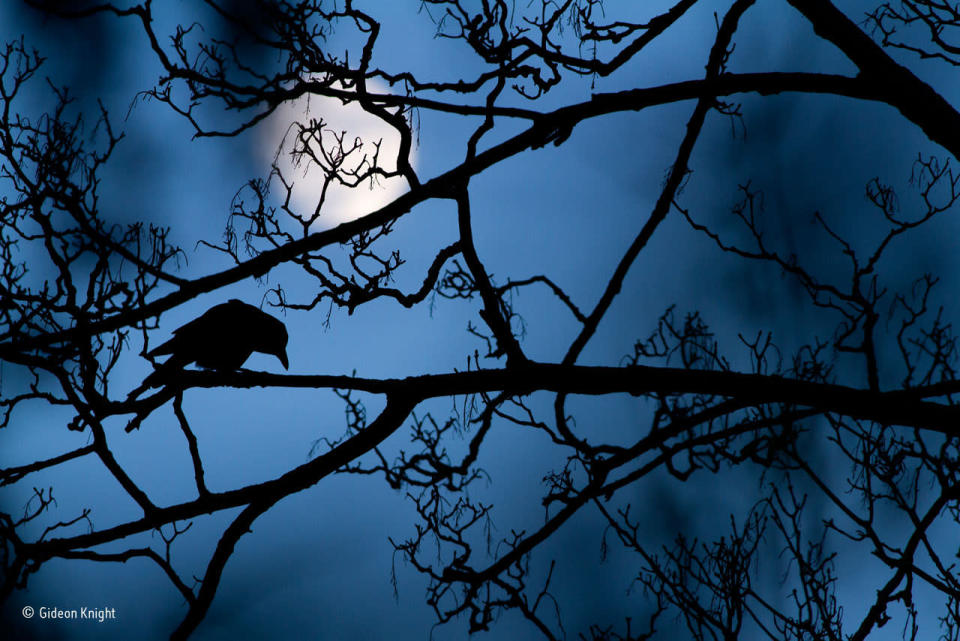 The Moon and the Crow - Winner: young photographer
