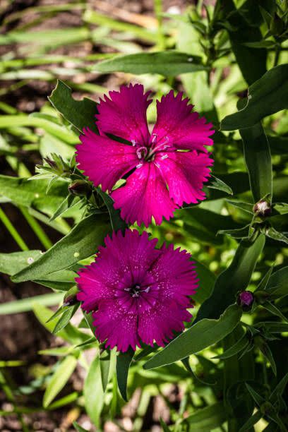 purple sweet william or dianthus barbatus flowers