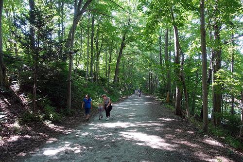 Tree-lined path