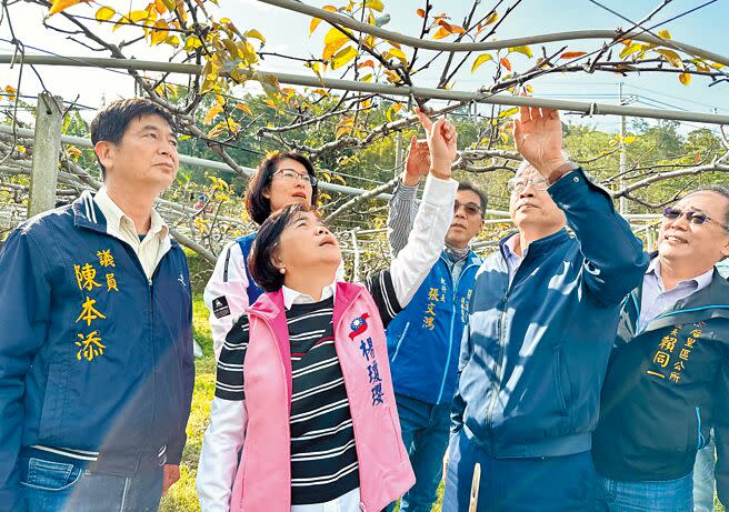 立委楊瓊瓔（左二）4日邀集農委會等單位，一同到后里區梨園會勘高接梨穗花序萎凋、著花及著果率不良的慘狀。（陳世宗攝）