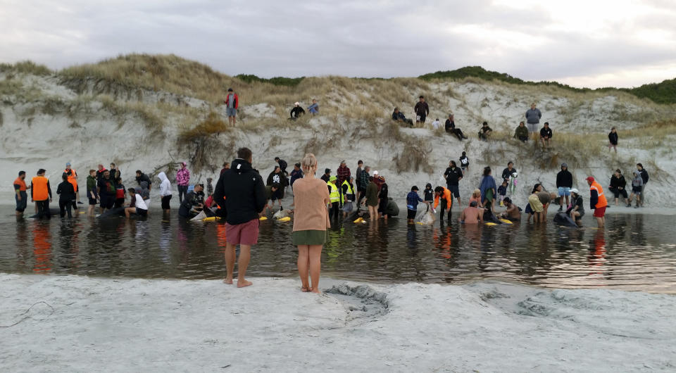 In this Monday, Nov. 26, 2018 photo, rescuers attempt to refloat pigmy killer whales after they were transported to Rarawa Beach from Ninety Mile Beach in the far north of the North of New Zealand. Conservation workers and volunteers in New Zealand have managed to refloat six stranded whales Tuesday, Nov. 27. 2018 and are hoping they will soon swim away into deeper water. (Department of Conservation via AP)