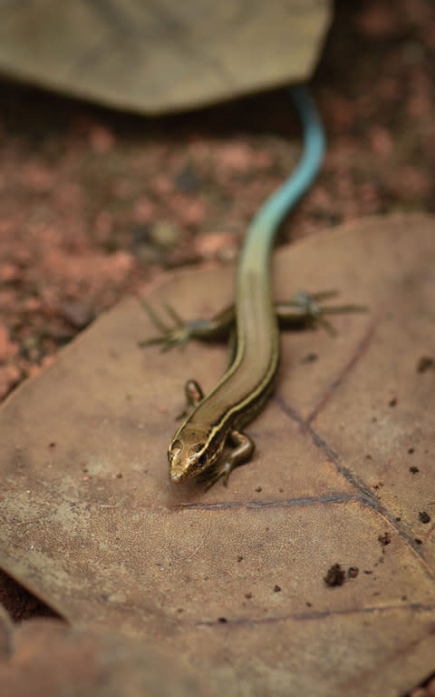 Baby skinks have blue tails to confuse predators  - Credit: Chester Zoo 