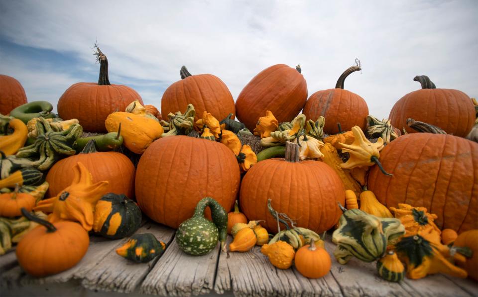 Pumpkins sit on display at Bartels Farm in Fort Collins, Colo. on Thursday, Sept. 24, 2020.