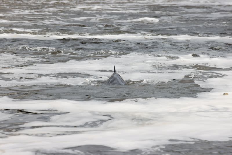 A minke whale calf that was found injured and beached on concrete is seen in the River Thames, in London