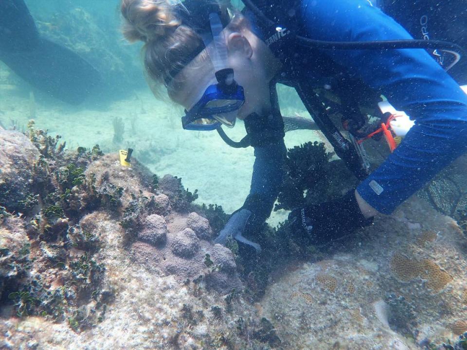 Hanna Koch, a scientist at Mote Marine Laboratory, checks on outplanted mountainous star coral that grew faster than researchers expected in the Florida Keys.