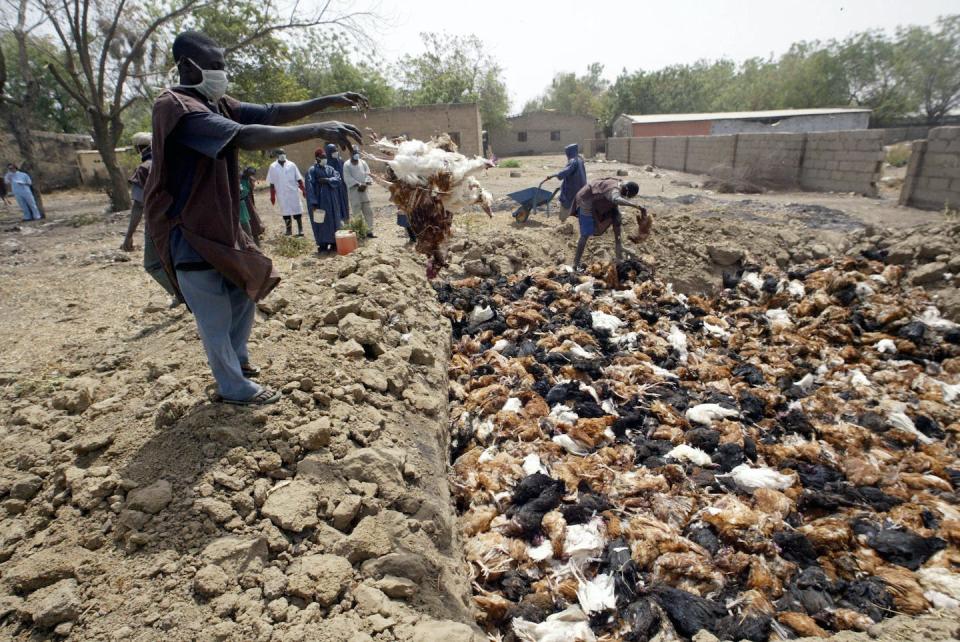 Dead birds are gathered in a dump for burning in Kano 11 February, 2006. Pius Utomi EkpeiAFP via Getty Images