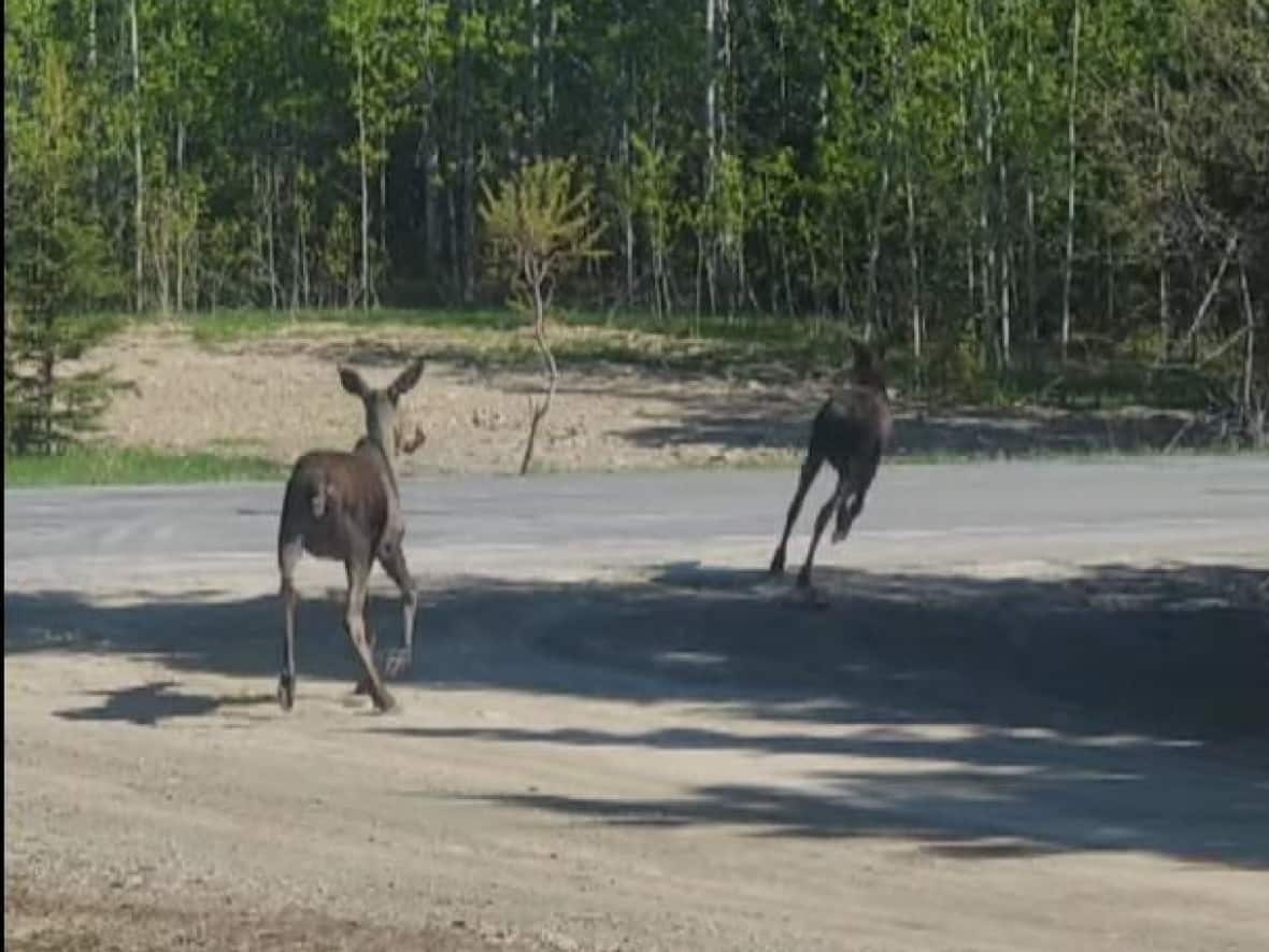 Two young moose starting to cross Route 17 in Menneval, N.B. (Submitted by Roxanne Cormier-Haché - image credit)