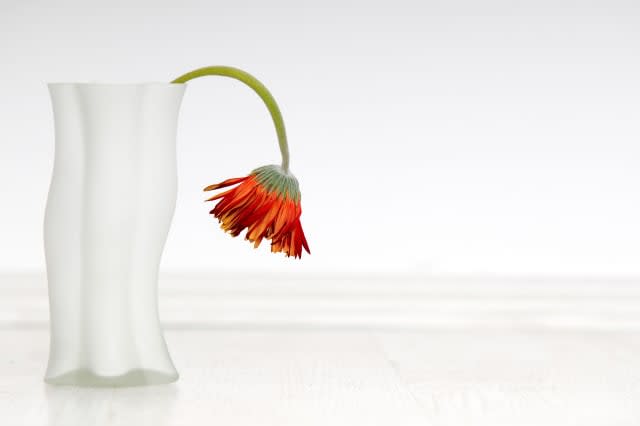 withered gerbera in white vase