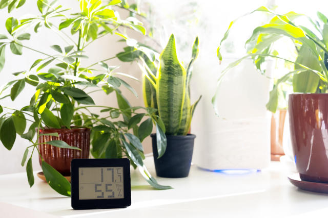 Do you really need a humidifier for your indoor plants? Experts