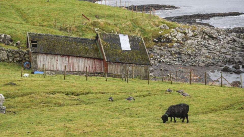 Una oveja pasta en un campo verde