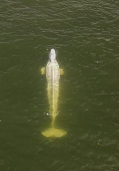 Imagen aérea tomada por un dron del grupo de conservación marina Sea Shepherd de una ballena beluga en el río Sena en la región de Saint-Pierre-la-Garenne, al oeste de París, viernes 5 de agosto de 2022. (Sea Shepherd vía AP)