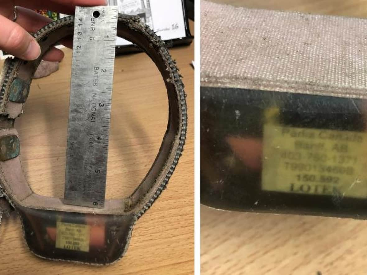 Wolf 57 was with the Fairholme pack in Banff. She was fitted with this VHF radio tracking collar in 2001 before she disappeared in 2003. The collar was found in Montana and returned to Banff in December. (Parks Canada - image credit)