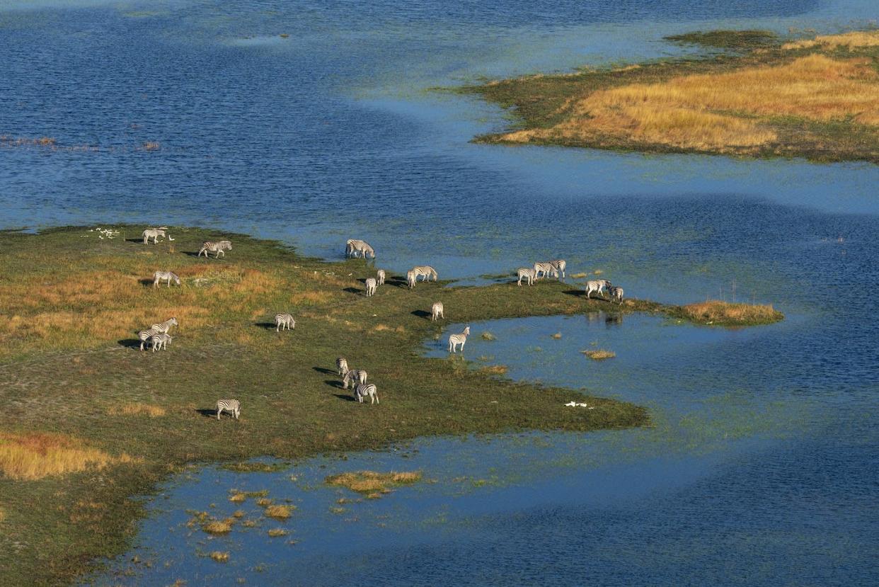 Oil exploration could put the Okavango Delta at risk. Photo: Sergio Pitamitz/VWPics/Universal Images/ <a href="https://www.gettyimages.com/detail/news-photo/aerial-view-of-plains-zebras-grazing-in-the-okavango-delta-news-photo/1487610089?adppopup=true" rel="nofollow noopener" target="_blank" data-ylk="slk:Getty Images;elm:context_link;itc:0;sec:content-canvas" class="link ">Getty Images</a>