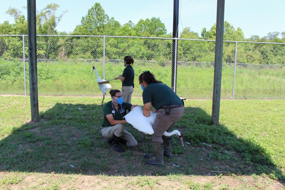 In this photo provided by the Audubon Nature Institute, Heather Holtz takes semen from an endangered whooping crane for artificial insemination on Sunday, May 31, 2020, while Elyssa Buch holds the bird at the institute's Species Survival Center in New Orleans. In the background, Hanna Carter keeps the female crane from trying to protect her mate. Because of money losses and staff cutbacks due to the COVID-19 pandemic, Audubon is using the technique only for its most genetically valuable birds. (Audubon Nature Institute via AP)