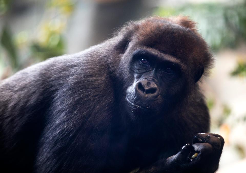 Gladys, an 11-year-old western lowland gorilla at the Cincinnati Zoo, was caught in a scuffle Friday with two other females.