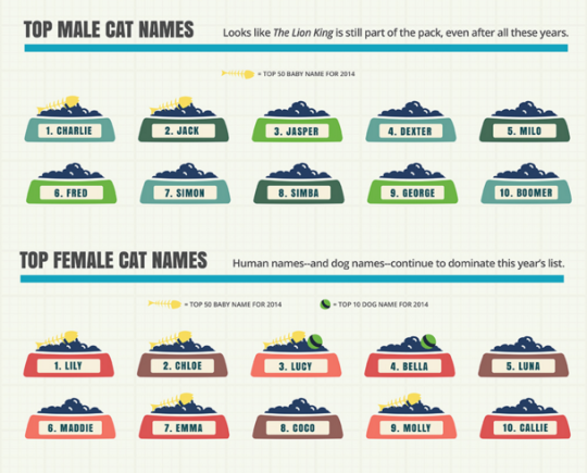 Top male and female cat names 