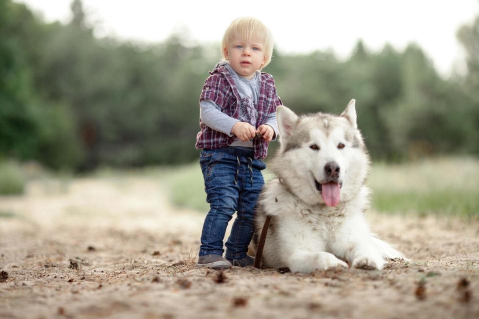 Can pets prevent allergies? (Alamy/PA)