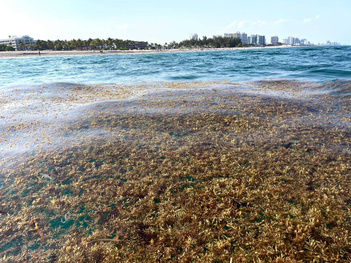 A mat of sargassum bobs in the water off the coast of Fort Lauderdale just north of the Port Everglades inlet on April 2, 2023. Robyn Wishna