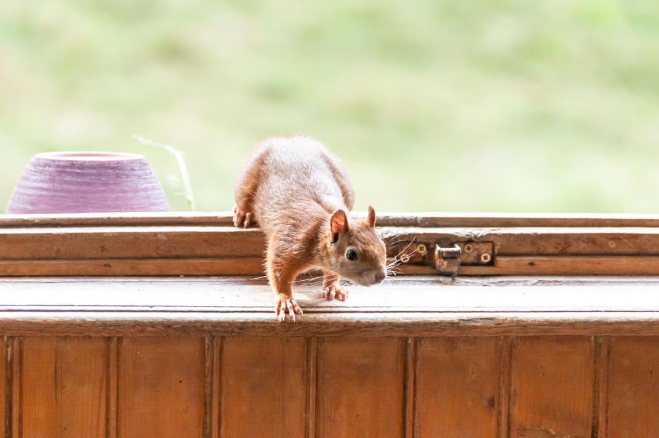 A squirrel inside a house at the windowsill