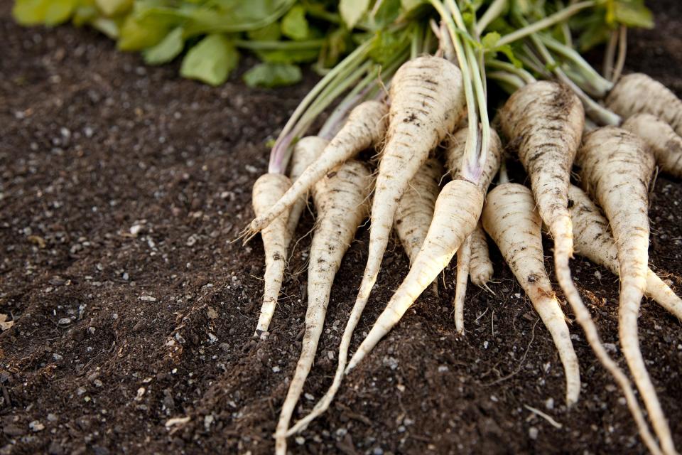 <p>A sturdy root vegetable, parsnips are at their best from fall through early spring. You can <a href="https://www.thedailymeal.com/recipes/roasted-root-vegetables-lazy-vinaigrette-recipe?referrer=yahoo&category=beauty_food&include_utm=1&utm_medium=referral&utm_source=yahoo&utm_campaign=feed" rel="nofollow noopener" target="_blank" data-ylk="slk:roast them and serve them with a lazy vinaigrette;elm:context_link;itc:0;sec:content-canvas" class="link ">roast them and serve them with a lazy vinaigrette</a> or slice them thin with a mandolin and turn them into <a href="https://www.thedailymeal.com/recipes/mixed-root-veggie-chips-recipe?referrer=yahoo&category=beauty_food&include_utm=1&utm_medium=referral&utm_source=yahoo&utm_campaign=feed" rel="nofollow noopener" target="_blank" data-ylk="slk:root veggie chips;elm:context_link;itc:0;sec:content-canvas" class="link ">root veggie chips</a>. If you’re in more of a soup mood, <a href="https://www.thedailymeal.com/recipes/parsnips-carrots-and-celery-root-nutmeg-recipe?referrer=yahoo&category=beauty_food&include_utm=1&utm_medium=referral&utm_source=yahoo&utm_campaign=feed" rel="nofollow noopener" target="_blank" data-ylk="slk:parsnips make a great autumn soup;elm:context_link;itc:0;sec:content-canvas" class="link ">parsnips make a great autumn soup</a>.</p>