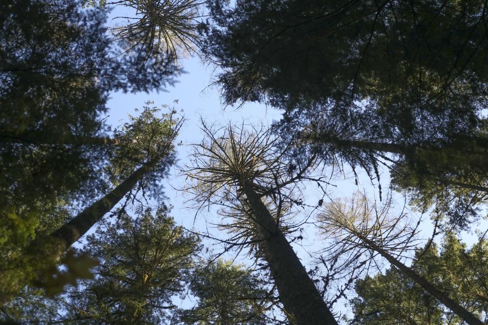 Douglas fir trees that died as a result of insect damage following heat stress are visible in the Willamette National Forest, Ore., Friday, Oct. 27, 2023. Firmageddon and Douglas fir die-offs have been linked to a combination of drought weakening trees and insect pests moving in for the kill. (AP Photo/Amanda Loman)