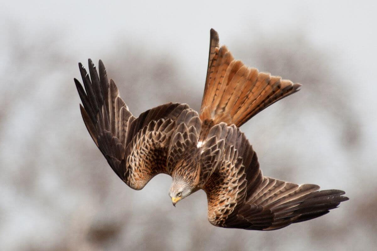 Diving red kite <i>(Image: Ray Morris, Creative Commons licence)</i>