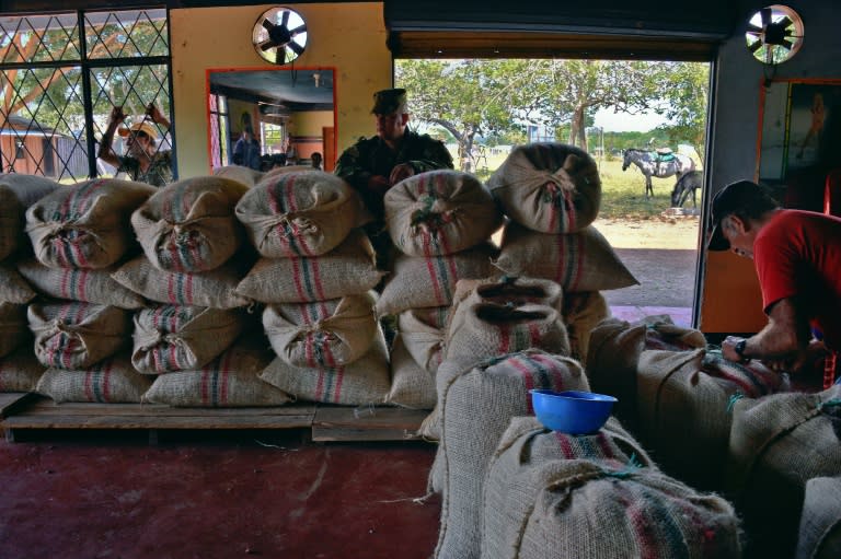 A farmer prepares sacks of cocoa beans to be taken to Bogota on a Colombian Air Force plane at Guerima village, in the municipality of Cumaribo, Vichada department, eastern Colombia, on February 16, 2017