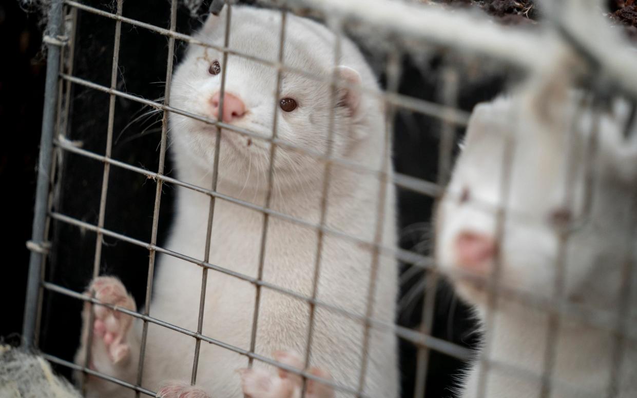 Mink look out from a pen on a farm near Naestved, Denmark