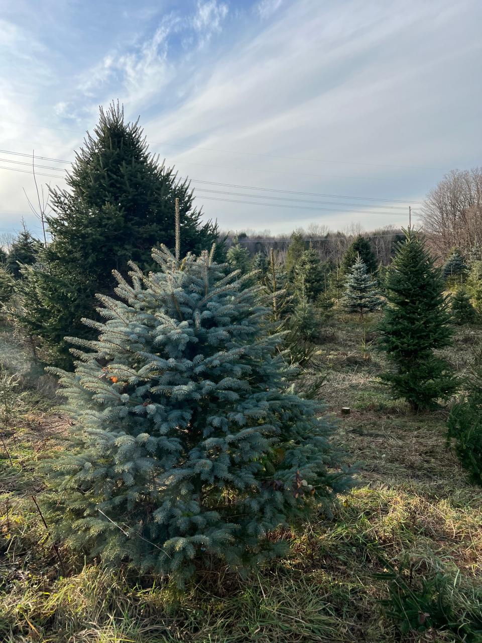 Buttenschon Christmas Tree Farm in Marcy takes visitors on a tractor ride across the tree farm to pick their favorite tree.