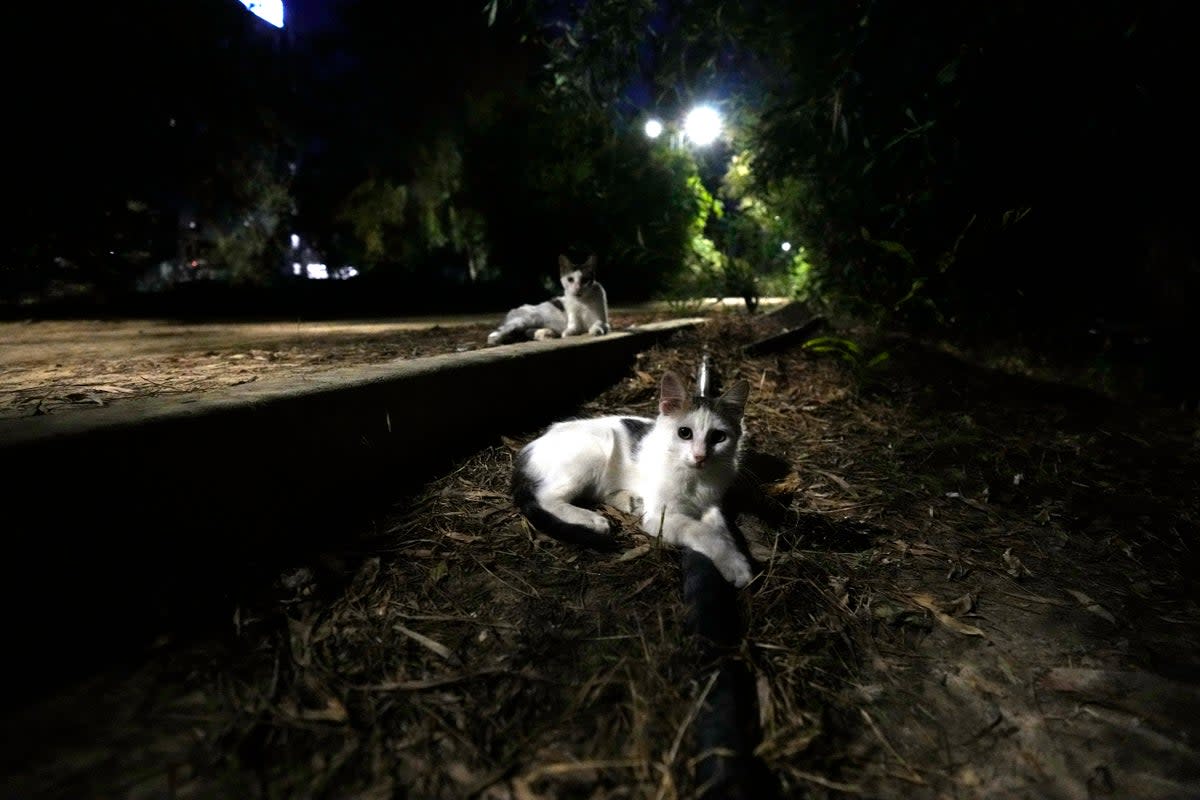 Cats in a shelter in Nicosia (AP)