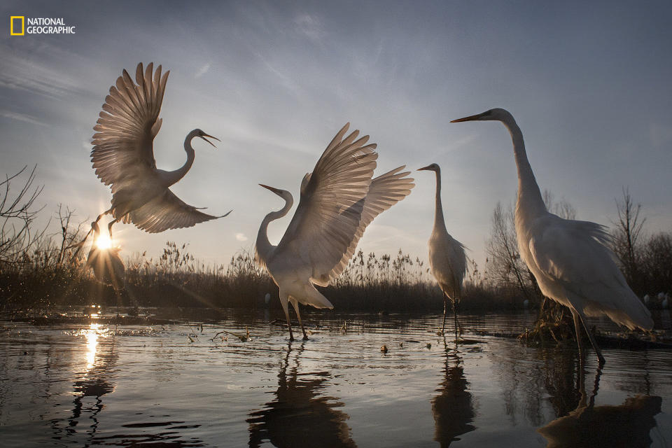 Zsolt Kudich: "A remarkable conservation success story, the graceful great egret was saved from the brink of disappearance in Hungary, where in 1921 there were only 31 mating pairs remaining. Less than a century later, international conservation efforts have triumphed. We can now count over 3,000 mating pairs in Hungary alone. Today, although their numbers are continuing to climb, the great egret remains the Hungarian Nature Conservation [Society]&rsquo;s symbol, and they are still considered an endangered species that must be carefully protected. The birds are most active at dawn and dusk, and here they&rsquo;re squabbling over food and jostling for space in the crowded swamp."