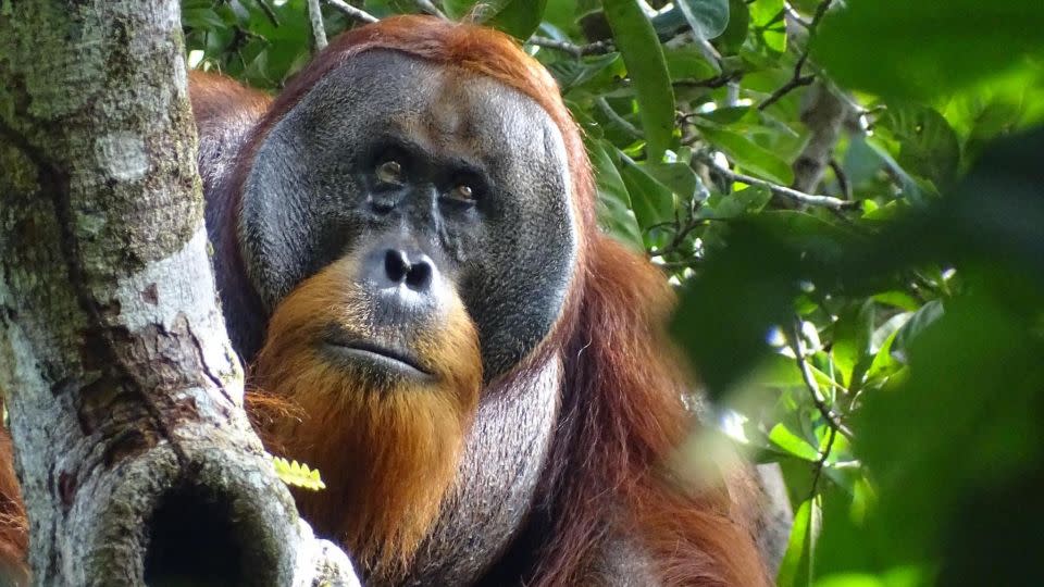 Der männliche Sumatra-Orang-Utan behandelte eine Gesichtsverletzung, indem er Blätter einer Rebe kaute und wiederholt Saft darauf auftrug, sagen Wissenschaftler.  - Waffen