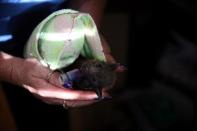 A baby grey-headed flying fox with a 'pacifier' looks on in Bomaderry