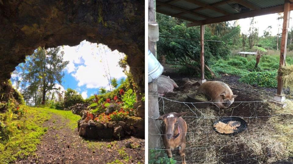 The view from a cave on the left and a few farm animals behind a fence on the right.