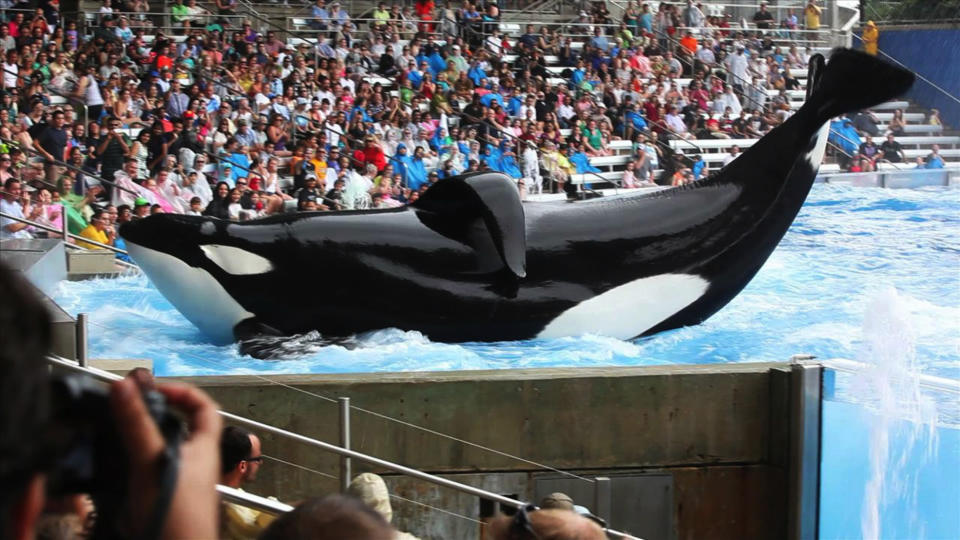 This undated publicity photo released by courtesy of Magnolia Pictures shows the whale Tilikum in a scene from "Blackfish," a Magnolia Pictures release. (AP Photo/Magnolia Pictures)