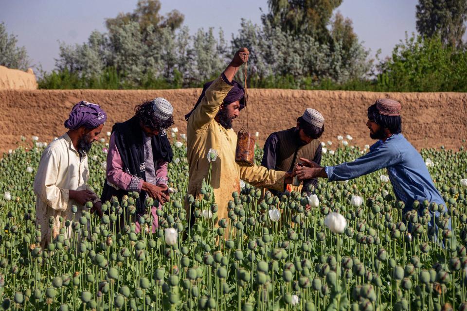 Workers collect poppy tears, or raw opium, at a plantation of poppies in Zhari district in Kandahar, Afghanistan, March 28, 2022. / Credit: JAVED TANVEER/AFP/Getty