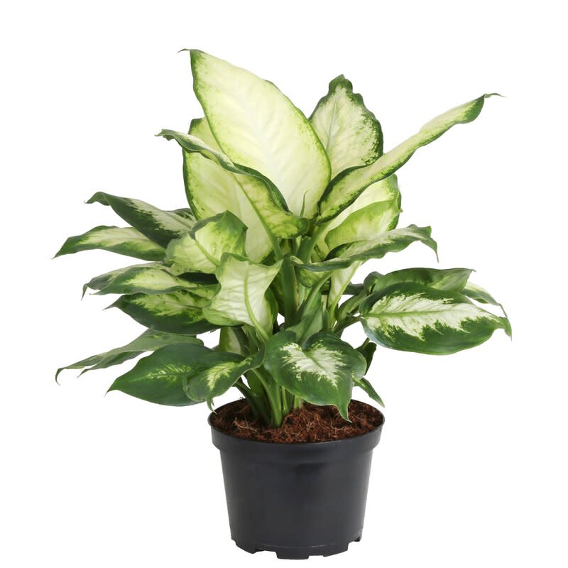 <p><a href="https://go.redirectingat.com?id=74968X1596630&url=https%3A%2F%2Fwww.wayfair.com%2F--%2Fpdp%2Fcosta-farms--dumb-cane-in-nursery-pot-co.df06.4d.gp-l7541-ctaf1085.html&sref=https%3A%2F%2Fwww.elledecor.com%2Fdesign-decorate%2Froom-ideas%2Fg31265108%2Flow-light-plants%2F" rel="nofollow noopener" target="_blank" data-ylk="slk:Shop Now;elm:context_link;itc:0;sec:content-canvas" class="link rapid-noclick-resp">Shop Now</a></p><p>Dieffenbachia</p><p>wayfair.com</p><p>$18.00</p><span class="copyright">Costa Farms</span>