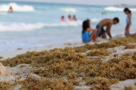 Tourists play on a beach covered with seaweed in Cancun