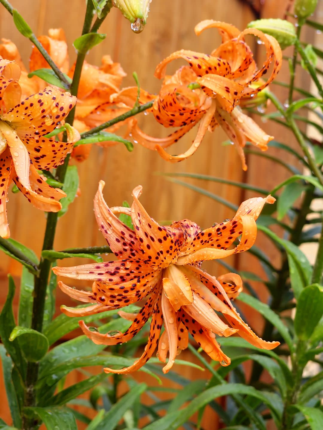 types of wildflowers tiger lily