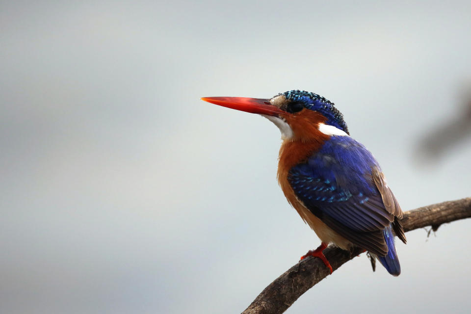 A malachite kingfisher sits by a pool in Kruger National Park on July 8, 2013, in Lower Sabie, South Africa. The Kruger National Park was established in 1898 and is South Africa's premier wildlife park, spanning an area of approximately 2 million hectares.