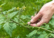 <p> <b>De la plantation jusqu’au mois d’août, retirez régulièrement les gourmands</b>, ces petits départs qui poussent à l’aisselle des feuilles de la tige principale. Ils ont tendance à se nourrir de la sève inutilement donc supprimez-les pour que la sève se dirige vers les tiges productrices. Il suffit de pincer ces départs entre le pouce et l’index.<br> Si vous avez peu d’espace, il est possible de couper les tiges à l’endroit souhaité en faisant attention de laisser suffisamment de bouquets pour récolter bon nombre de tomates.<br><b>Début septembre, commencez à retirer quelques feuilles</b> afin de laisser passer les rayons du soleil moins chauds jusqu’aux fruits. Il s’agit de l’effeuillage.</p><br>