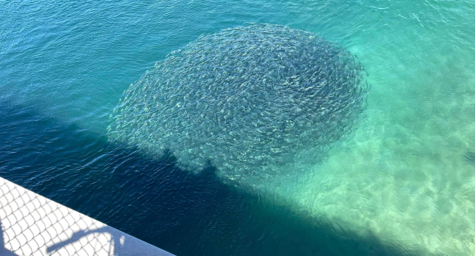 The large swarm of fish were spinning around one another seemingly working together in waters in Fremantle, Western Australia. 