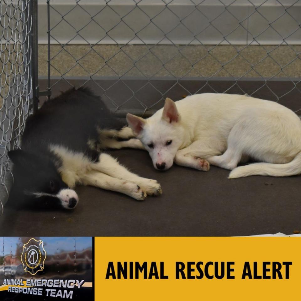 The Humane Society of Greate Rochester removed 120 dogs from a Leopard Street home after a hoarding investigation.