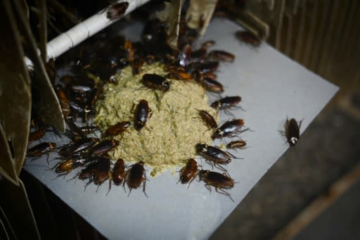 In China cockroaches are dubbed "Little Strong" because they can live for days even after being cut in half