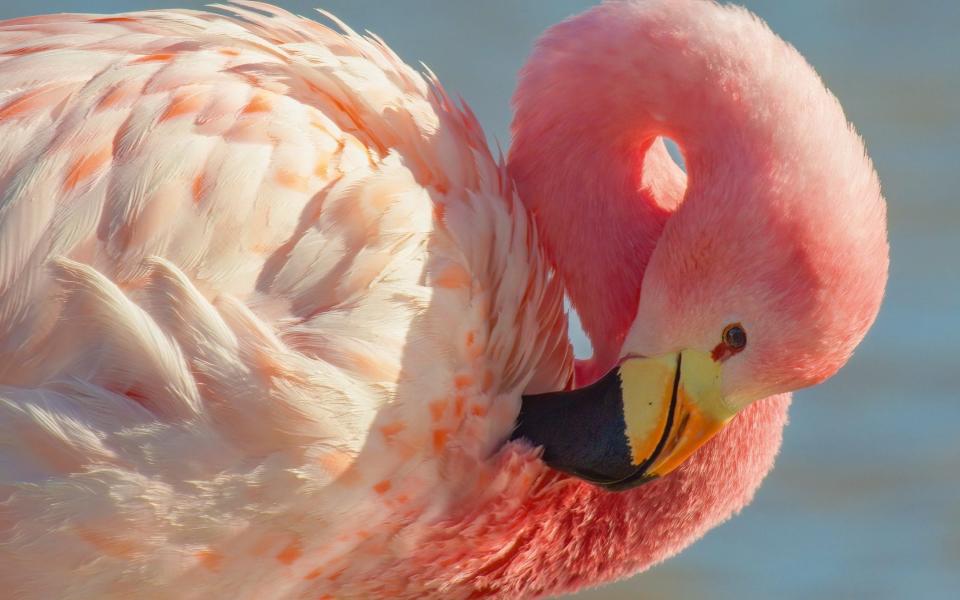 Flamingos get their pink colours from their diet - Humble BeeFilms/SeaLight Pictures