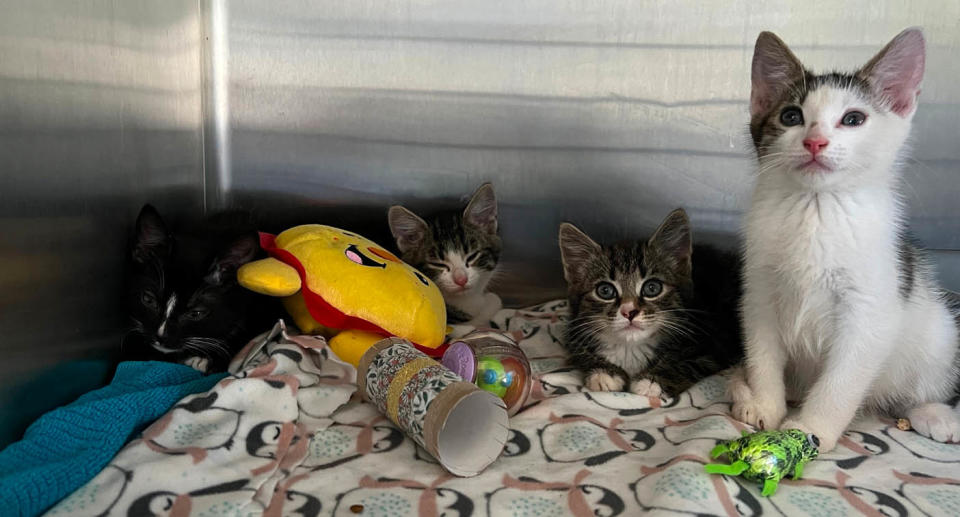 Four of the kittens found inside the suitcase. Source: RSPCA