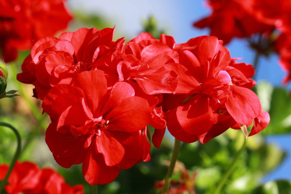 Flower, Flowering plant, Petal, Plant, Red, Geraniales, Geranium, Annual plant, geranium, Geraniaceae, 